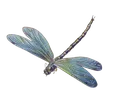 Iridescent_Dragonfly