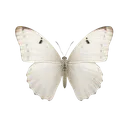 Iridescent_Moth