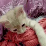 BB