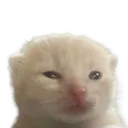 inglorp