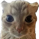 staring_eve