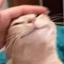 goodboi goodboi