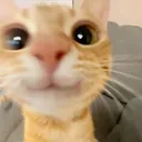 catLurk