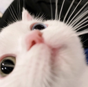 SamatvaCatto Discord emoji