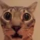 CatShock CatShock