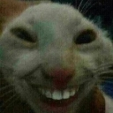 A cat face looking directly at the camera with a wide, unsettling grin showing human teeth.