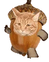 Acorn Acorn