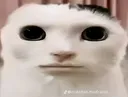gatoPokerface