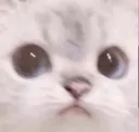 KatBurst KatBurst