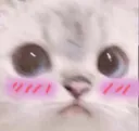 BlushKat