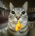 catmew1