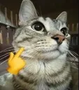 catmew2