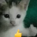 got