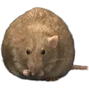 Terence Terence