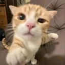 attackonkitty