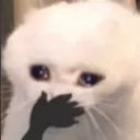 Cat_ohmy