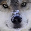 Dog_stare Dog_stare