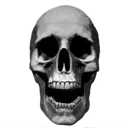 skull