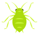 aphid aphid