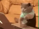 exe_aanya_cat exe_aanya_cat