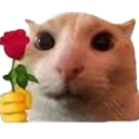 catrose
