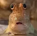 Mudskipper_Surprised