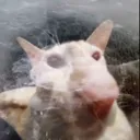 stoiccat