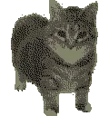 catSpin