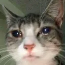 cat_sob