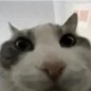 hi