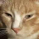 beanplea