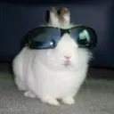 coolrabbit