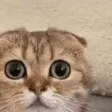 catConcern catConcern