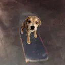 dadogontheskateboard