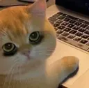 funnysadcat