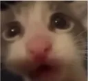 noo