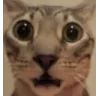LAACatWhat