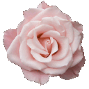 01_pink_flower2