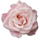 01_pink_flower2