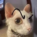 sideeyecat