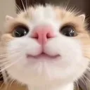 hii