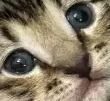 CinderStare