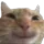 gato