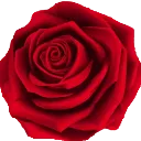ae_rose