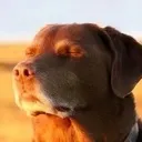 pic1dog