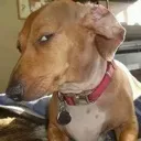pic1dog