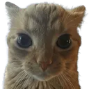 wagoogis
