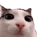 catblink