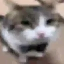 chique