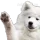 doggo